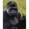 poster-gorilla-met-middelvinger-omhoog.jpg