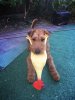 Hond Mini Watson.jpg