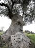 pareidolia-trees-look-like-something-else-12-59e7636124bd4__700.jpg