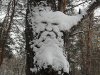 snow-face-with-beard-on-a-tree.jpg
